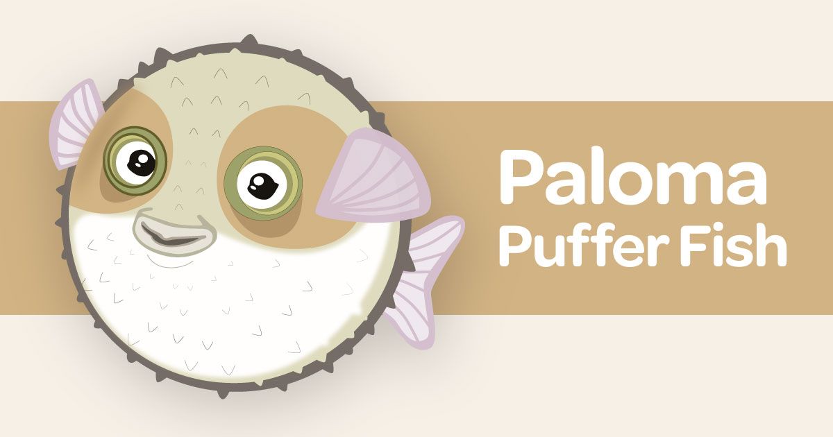 Palmore Puffer Fish card