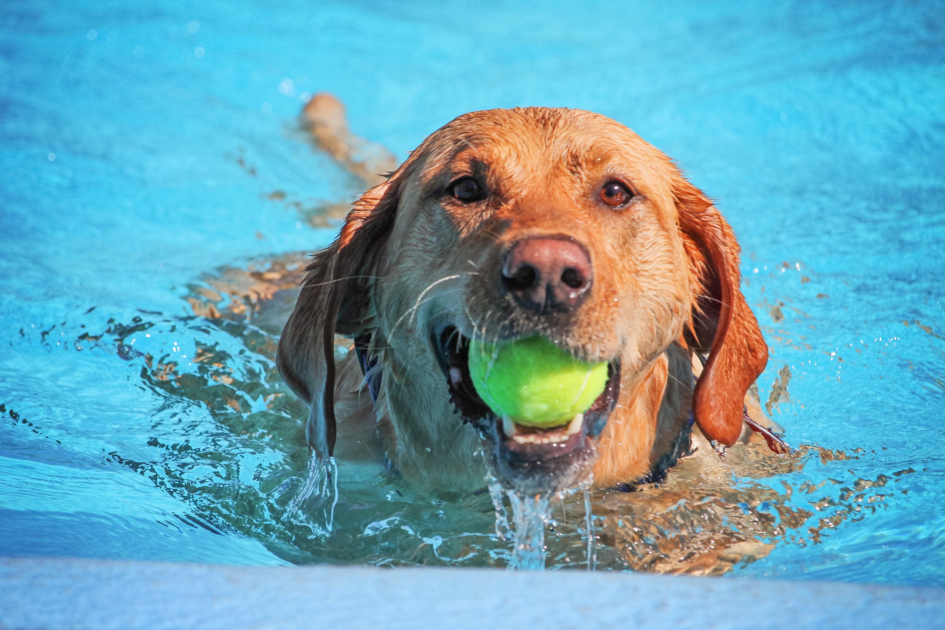 Dog fetching ball from pool