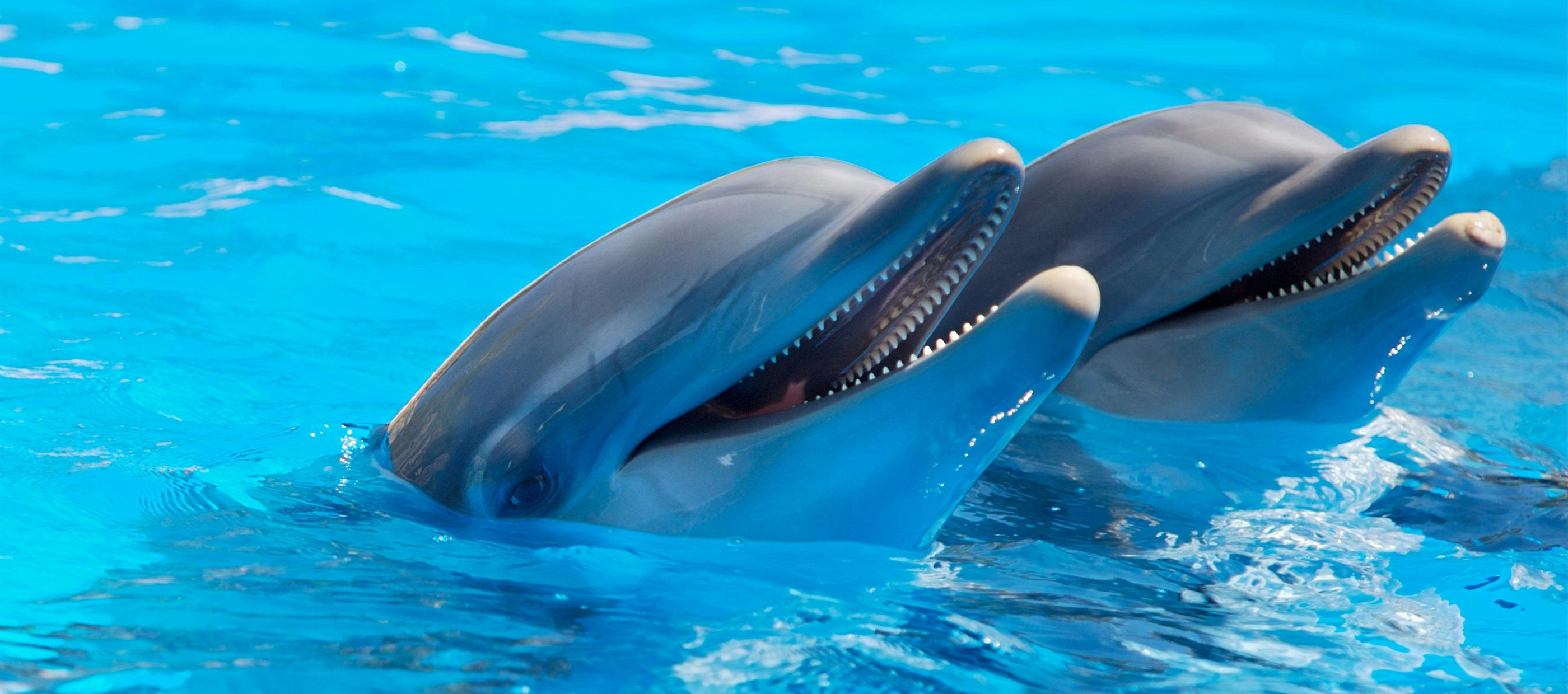 Two Dolphins