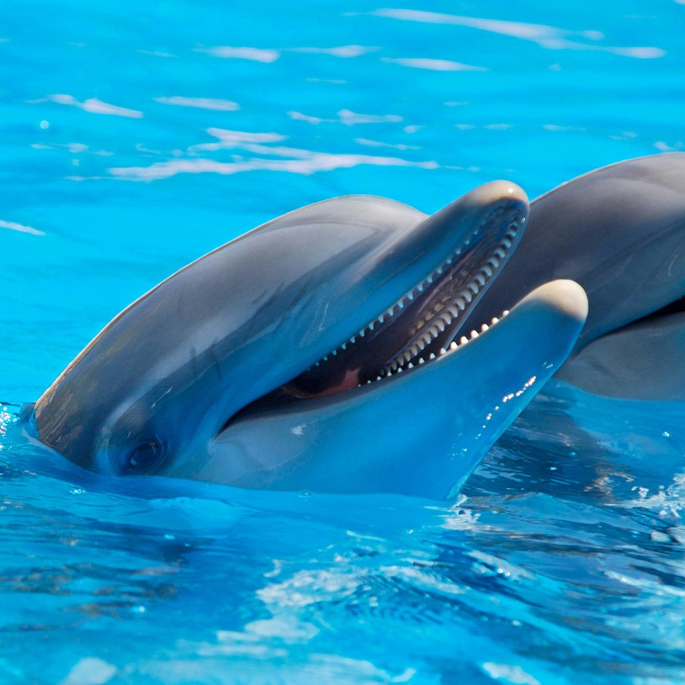 We've Listened: Introducing Swimtime Monthly
