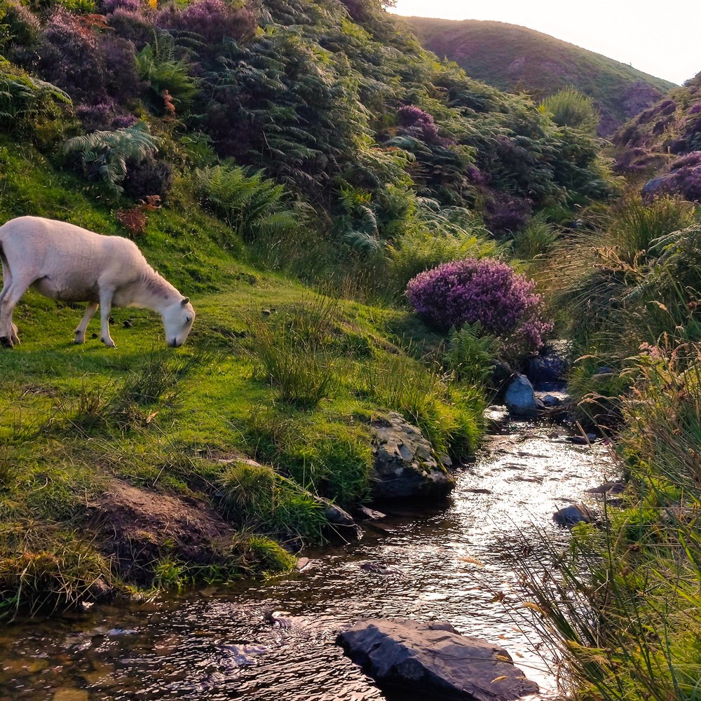Shropshire